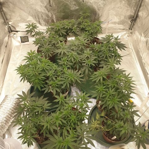 Apricot candy #1 growlog timeline photo