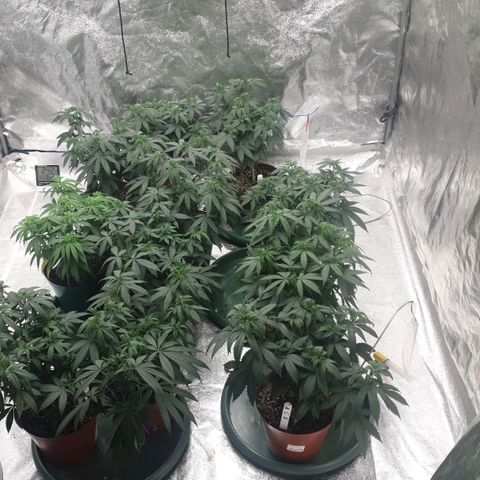 Apricot candy #1 growlog timeline photo