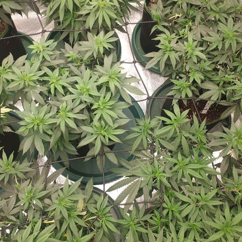 Apricot candy #1 growlog timeline photo