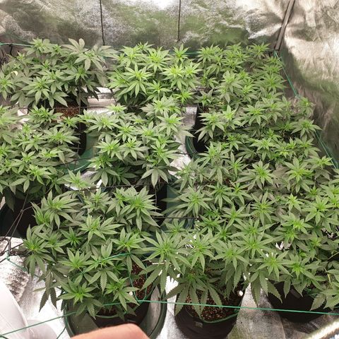 Apricot candy #1 growlog timeline photo