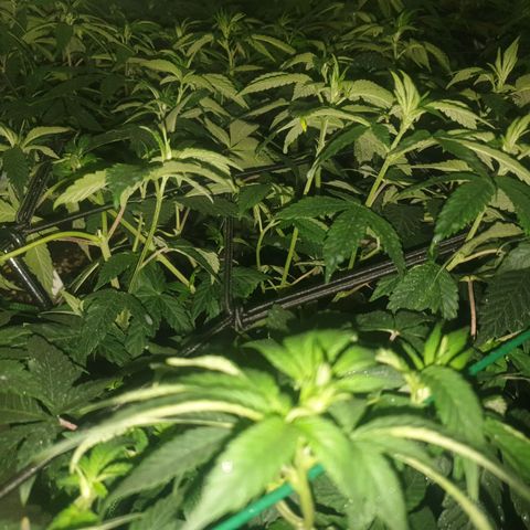 Apricot candy #1 growlog timeline photo