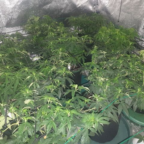 Apricot candy #1 growlog timeline photo