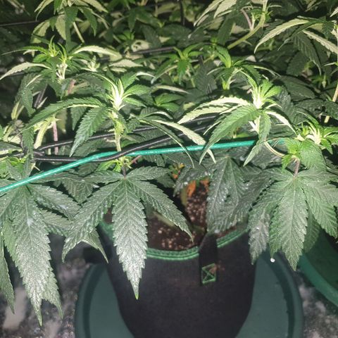 Apricot candy #1 growlog timeline photo