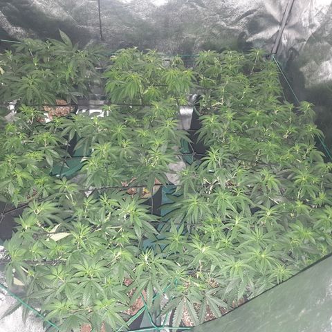 Apricot candy #1 growlog timeline photo
