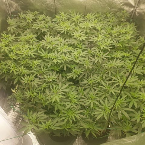 Apricot candy #1 growlog timeline photo