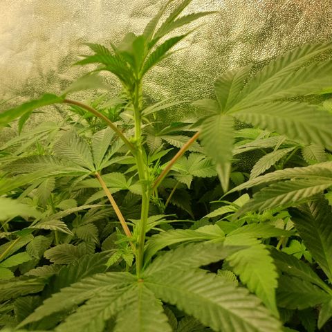 Apricot candy #1 growlog timeline photo