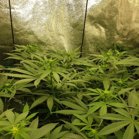 Apricot candy #1 growlog timeline photo