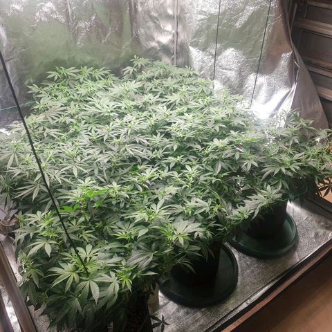Apricot candy #1 growlog timeline photo