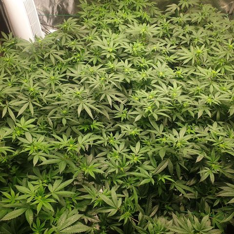 Apricot candy #1 growlog timeline photo
