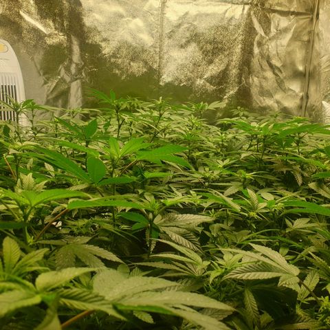 Apricot candy #1 growlog timeline photo