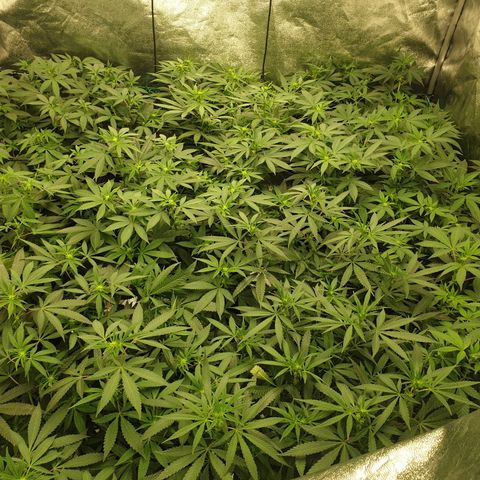 Apricot candy #1 growlog timeline photo
