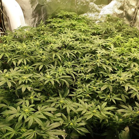Apricot candy #1 growlog timeline photo