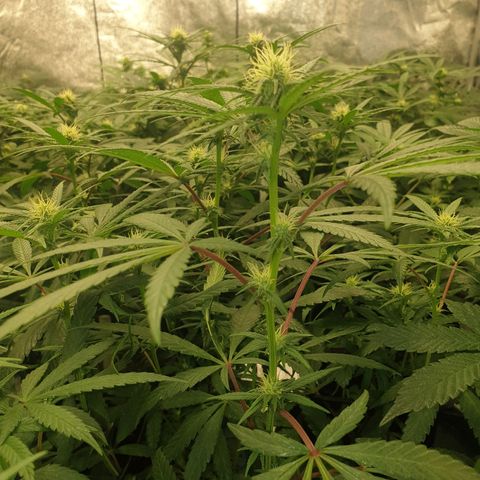 Apricot candy #1 growlog timeline photo