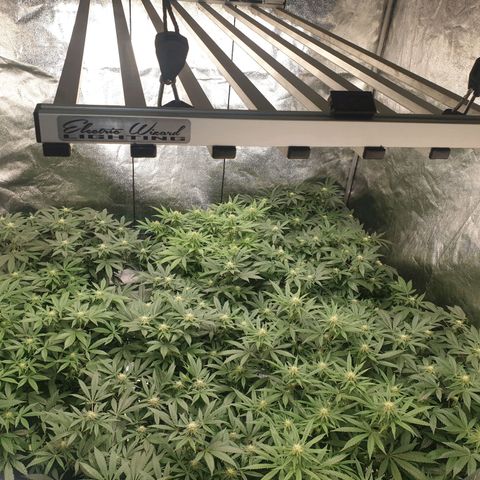 Apricot candy #1 growlog timeline photo