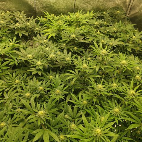 Apricot candy #1 growlog timeline photo