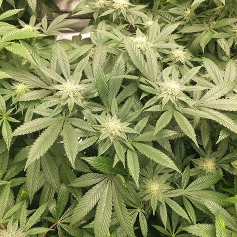 Apricot candy #1 growlog timeline photo