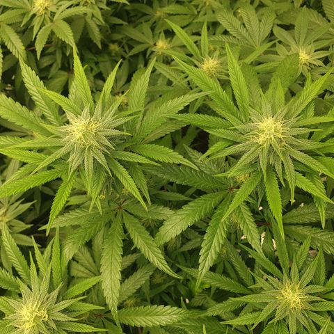 Apricot candy #1 growlog timeline photo