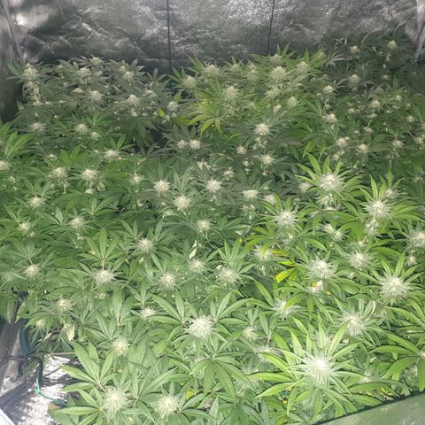 Apricot candy #1 growlog timeline photo