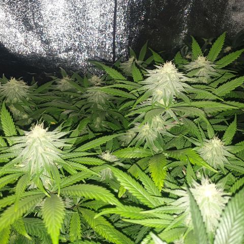 Apricot candy #1 growlog timeline photo