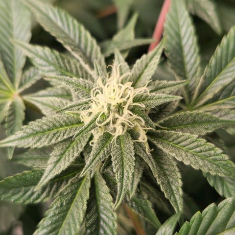 Apricot candy #1 growlog timeline photo