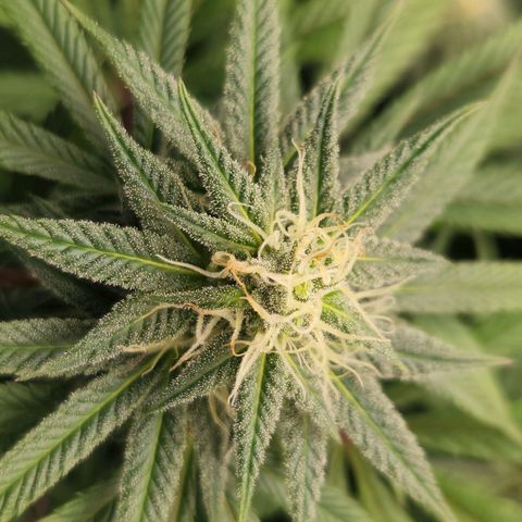 Apricot candy #1 growlog timeline photo