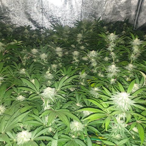 Apricot candy #1 growlog timeline photo