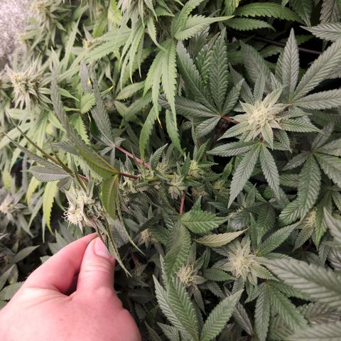 Apricot candy #1 growlog timeline photo