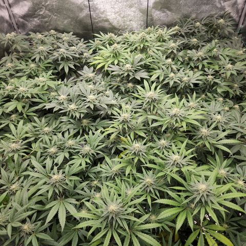 Apricot candy #1 growlog timeline photo