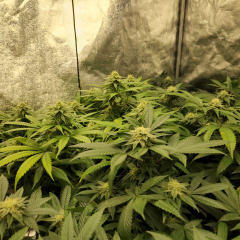 Apricot candy #1 growlog timeline photo