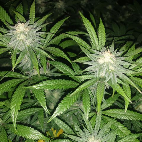 Apricot candy #1 growlog timeline photo