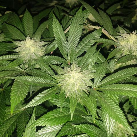 Apricot candy #1 growlog timeline photo