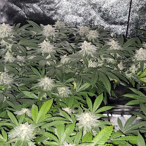 Apricot candy #1 growlog timeline photo