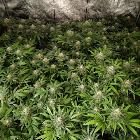 Apricot candy #1 growlog timeline photo