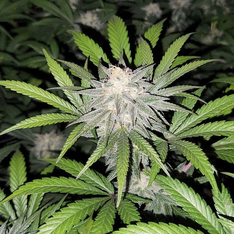 Apricot candy #1 growlog timeline photo