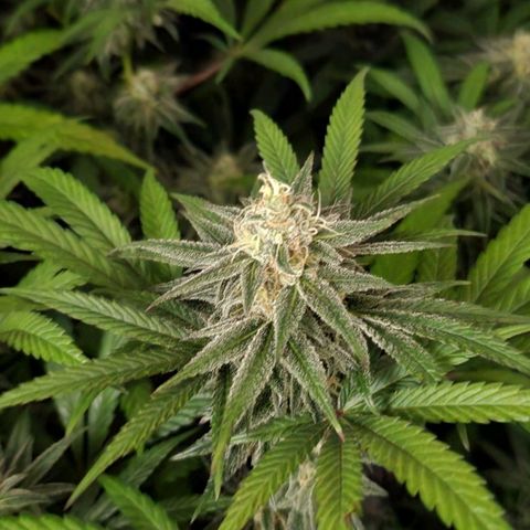 Apricot candy #1 growlog timeline photo