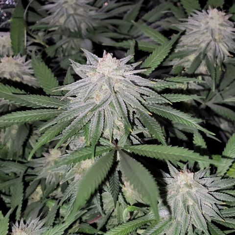 Apricot candy #1 growlog timeline photo