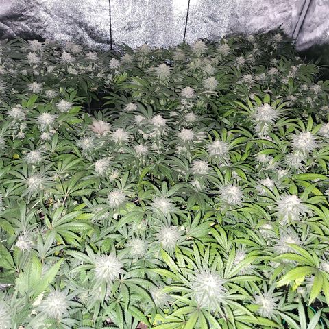 Apricot candy #1 growlog timeline photo