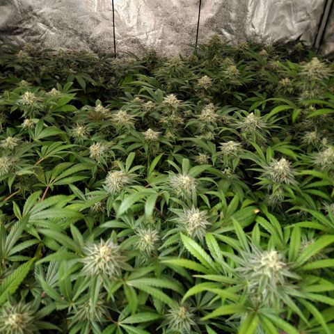 Apricot candy #1 growlog timeline photo