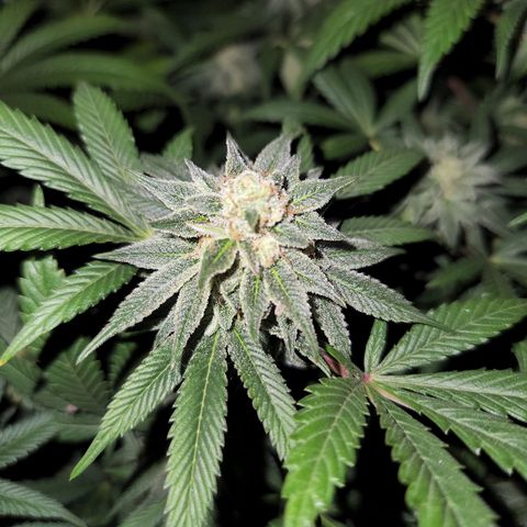 Apricot candy #1 growlog timeline photo