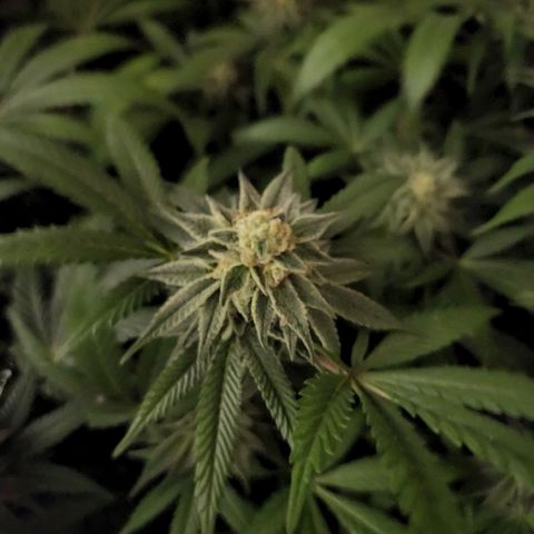 Apricot candy #1 growlog timeline photo