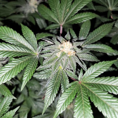 Apricot candy #1 growlog timeline photo