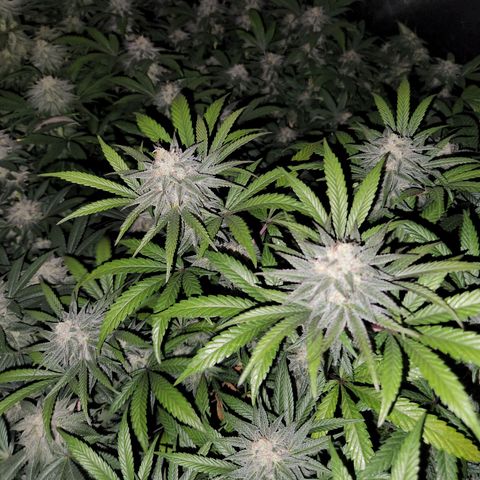 Apricot candy #1 growlog timeline photo