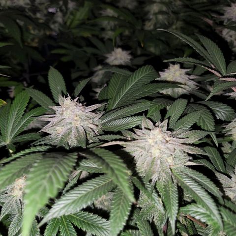 Apricot candy #1 growlog timeline photo