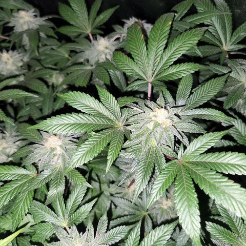 Apricot candy #1 growlog timeline photo