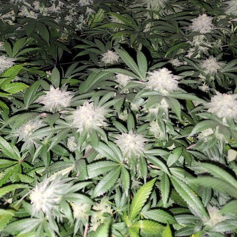 Apricot candy #1 growlog timeline photo