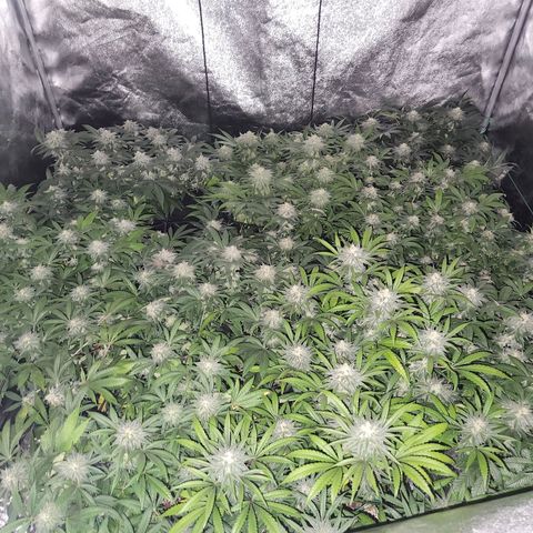 Apricot candy #1 growlog timeline photo