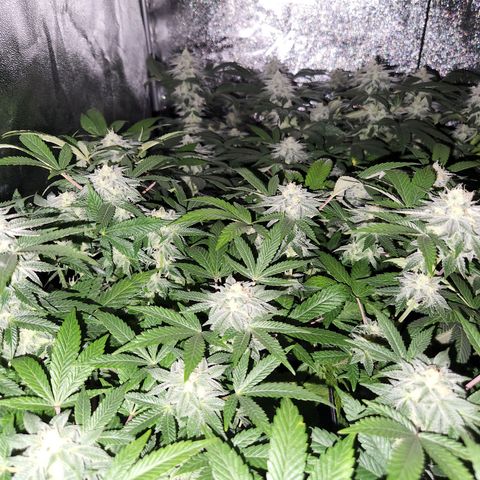Apricot candy #1 growlog timeline photo