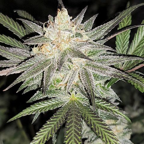 Apricot candy #1 growlog photo: All fan leaves trimmed
