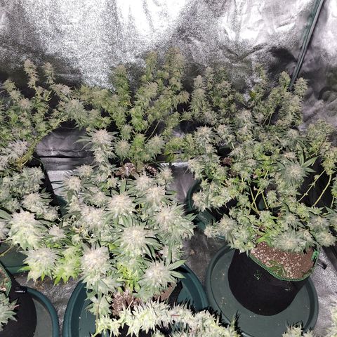 Apricot candy #1 growlog photo: All fan leaves trimmed
