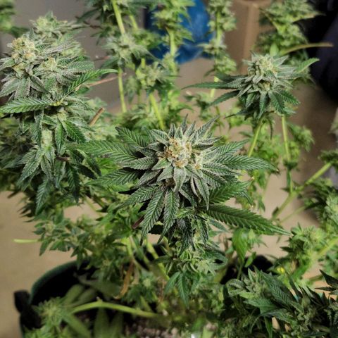 Apricot candy #1 growlog photo: All fan leaves trimmed